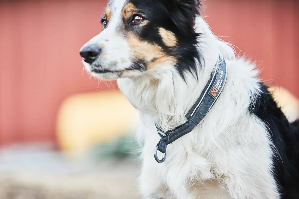 Non-stop Dogwear Cruise Collar Black