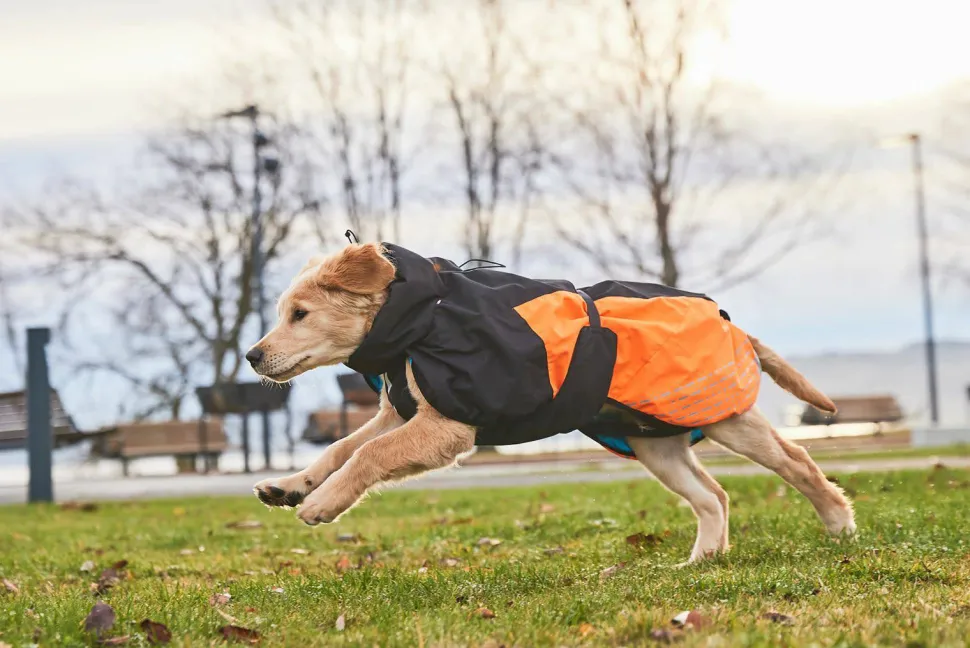 Non-stop Dogwear Glacier Dog Jacket 2.0 - Small Sizes Black/Orange