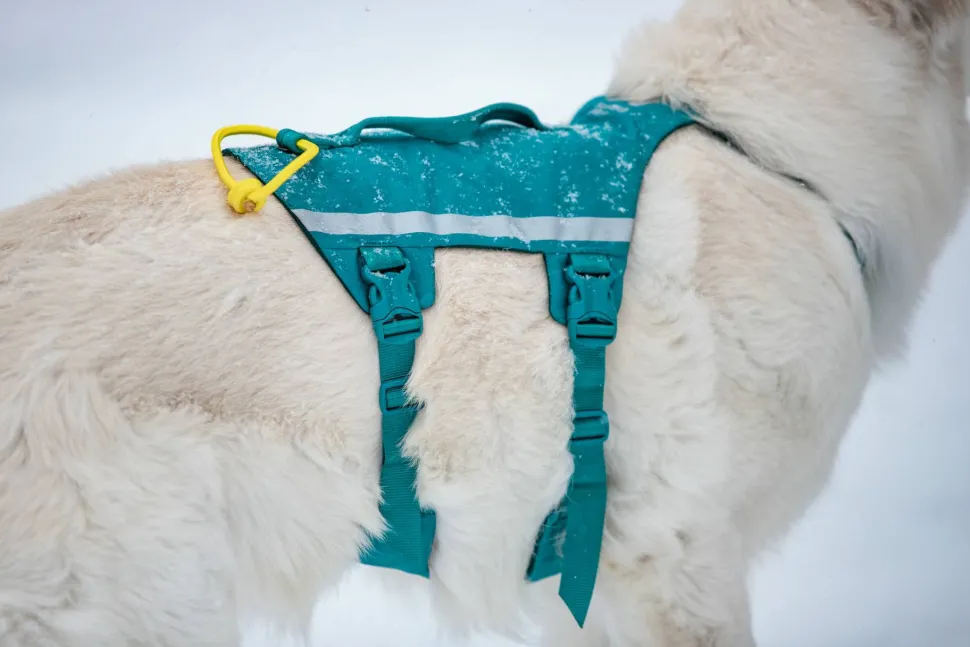 Non-stop Dogwear Ramble Harness Long Blue