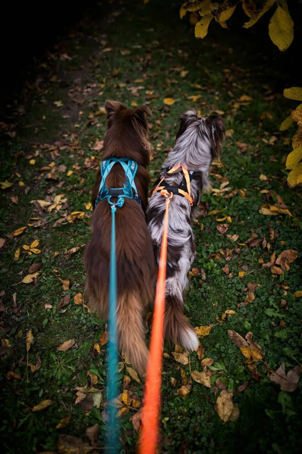Non-stop Dogwear Rush Harness Teal