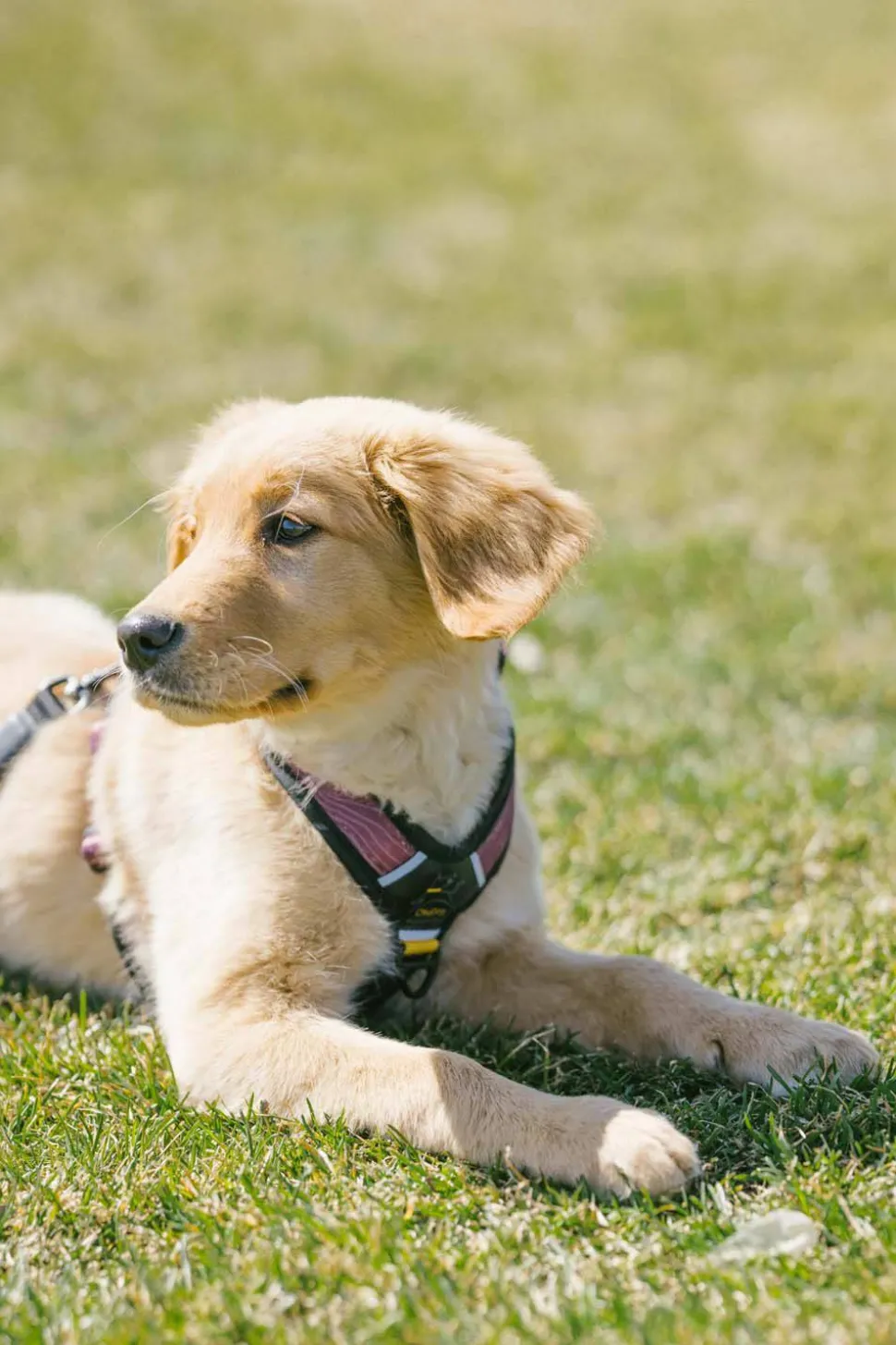OllyDog Alpine Reflective Comfort Harness Rosewood