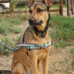 OllyDog Essential Harness Raven Bark
