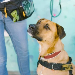 OllyDog Flagstaff Reflective Comfort Collar Clay