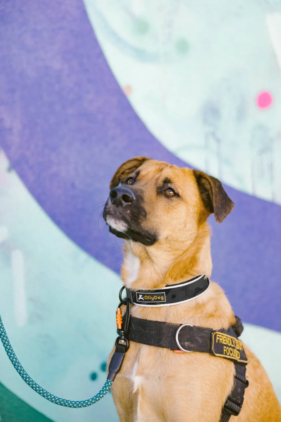 OllyDog Flagstaff Reflective Comfort Collar Dream Camo