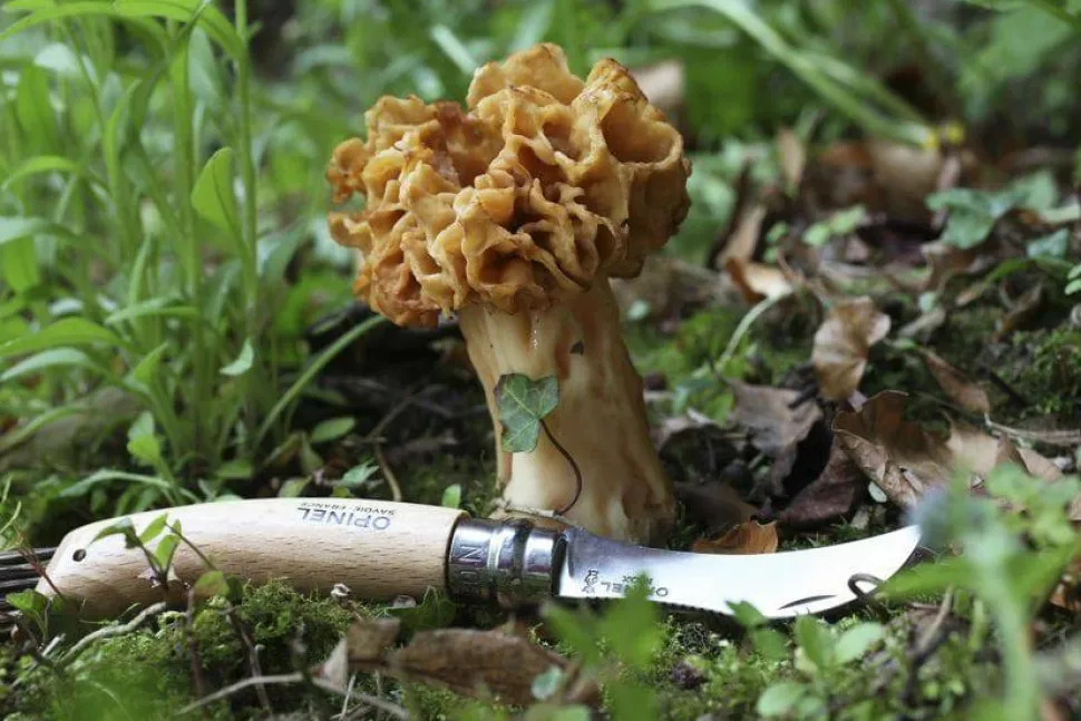 Opinel Mushroom Knife N°08